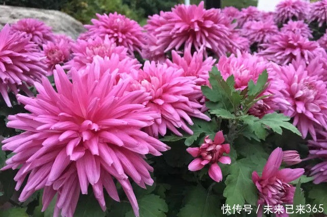 喜欢菊花，不如养盆“菊中珍品”胭脂红，花团锦簇，群芳争艳！