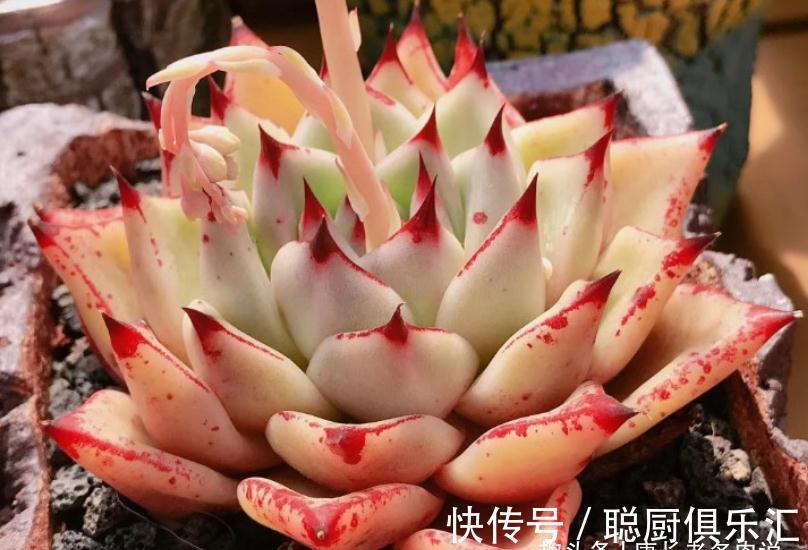 要说东云系名字最多的多肉,那非天狼星莫属,4个名字真是没谁了