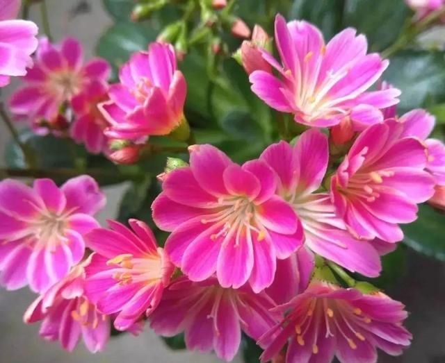 10种过年养的花，花市找不到，谁见了都稀罕