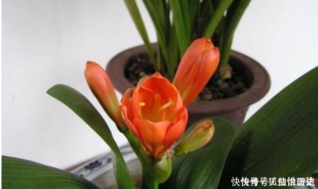 养君子兰只要做好这几点，一年开花两三次不是问题！