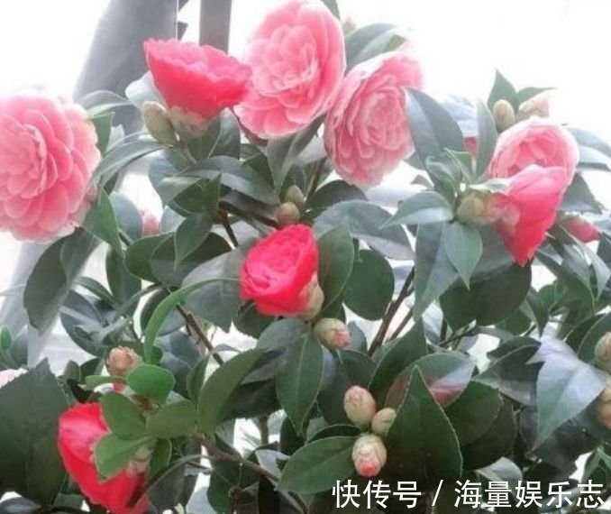 光照|4款艳美的花卉,花大色艳花期长,养客厅一盆,香飘四溢!