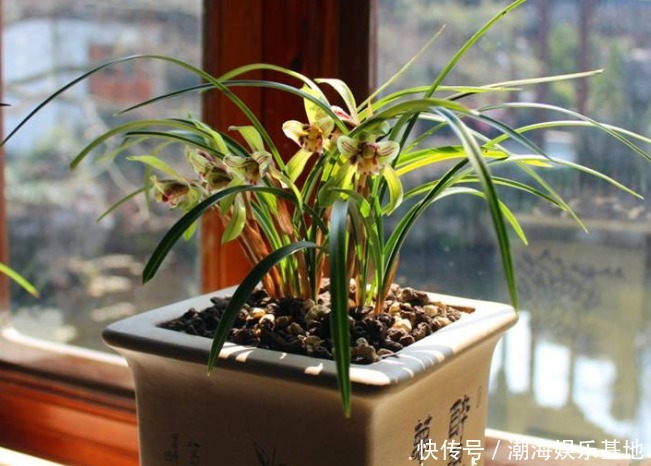 满盆大白根|养兰花做到2点,才能不空根烂根,叶片油绿,满盆大白根