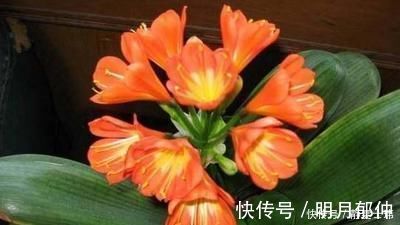 花芽|这种“小东西”给君子兰浇一点，花芽更多，叶子绿的“直冒油”