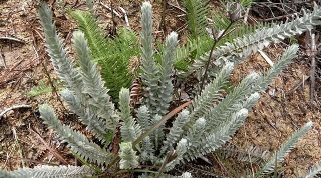 家乡|它便是“鹿茸草”,若出现您家乡,请辨认,目前252元一斤