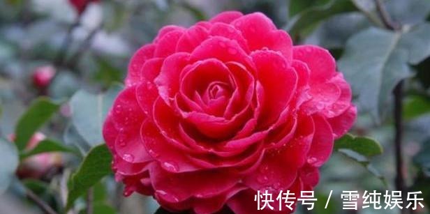 花苞|秋季给茶花换盆，1个“细节”别忽略，快速服盆，花苞蹭蹭冒