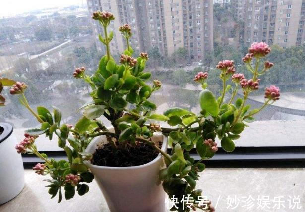 植物|修剪吊兰、发财树、长寿花,就参照割韭菜,半个月一茬刚好!