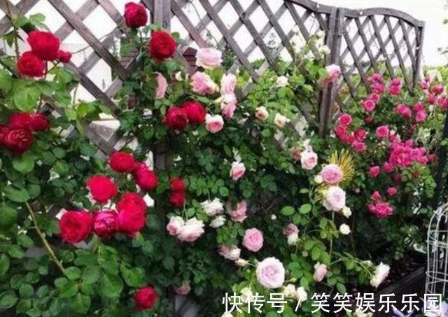 家里没有阳光,不要去养3种花,养了也不开花