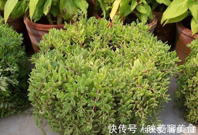 水竹|这3种花要多浇水，水多了就爆盆到处生长，夏天养正合适