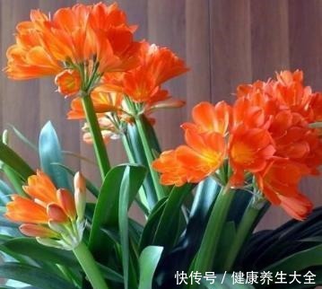 鸡蛋壳别扔了,拿来养花“作用大”,但要注意方法,好多人用错了!