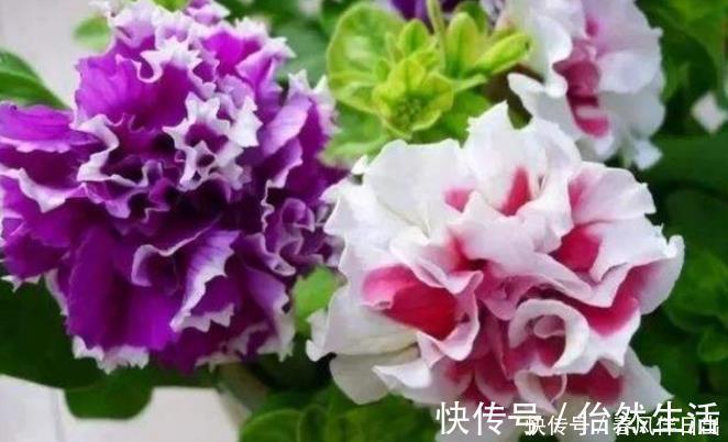 磷酸二氢钾|养花就养4种花，家里养一盆，浇水就疯长，开花爆盆很容易