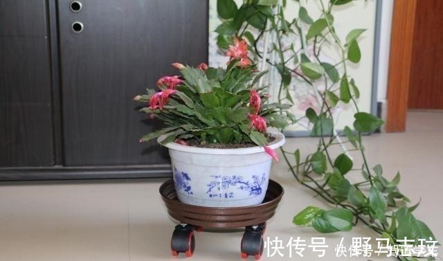 淘米水|什么啤酒、淘米水,在“它”面前弱爆了!用它浇花,浇什么活什么!