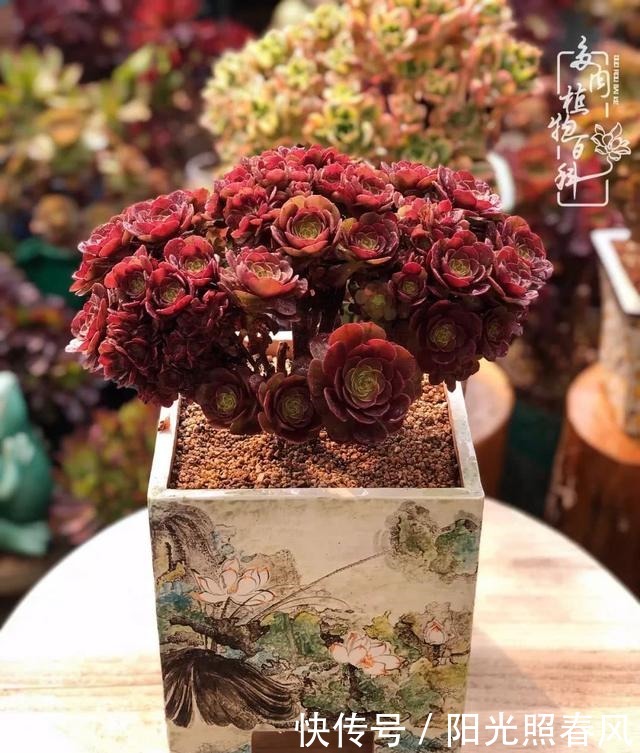 多肉法师欣赏在最美法师季,法师丛中一定住着小天使!