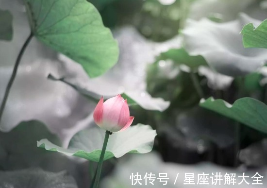 属相|步入8月下旬，4属相五福临门，桃花朵朵，生活锦上添花