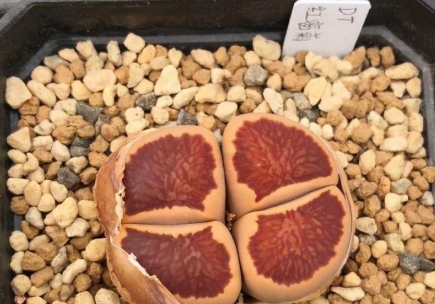 养蜕皮中的石生花，做好这4件事，才是名副其实的“富贵玉”