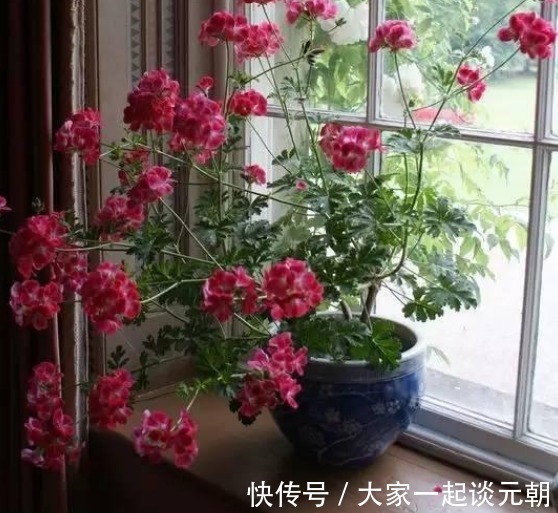 茉莉花|室内盆栽这3样花,空气香喷喷,还不用担心冷热气候造成伤亡