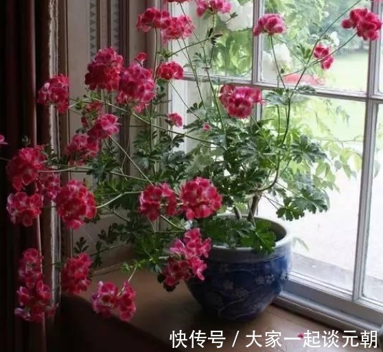 茉莉花|室内盆栽这3样花，空气香喷喷，还不用担心冷热气候造成伤亡