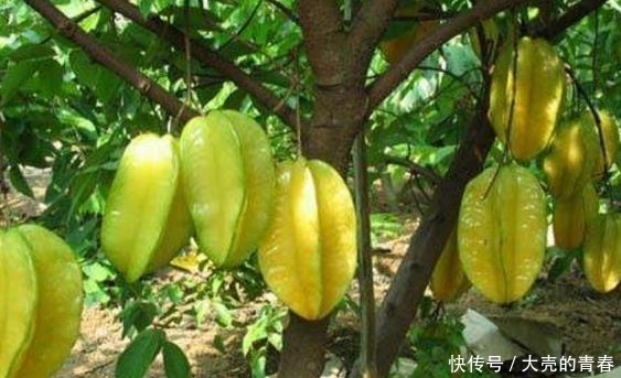 中年|女性容易衰老，多吃此果，促進血液循環，美容抗衰老，顯得更年輕