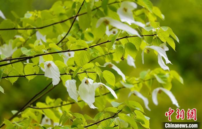 湖北神农架：珙桐花开如白鸽翩飞