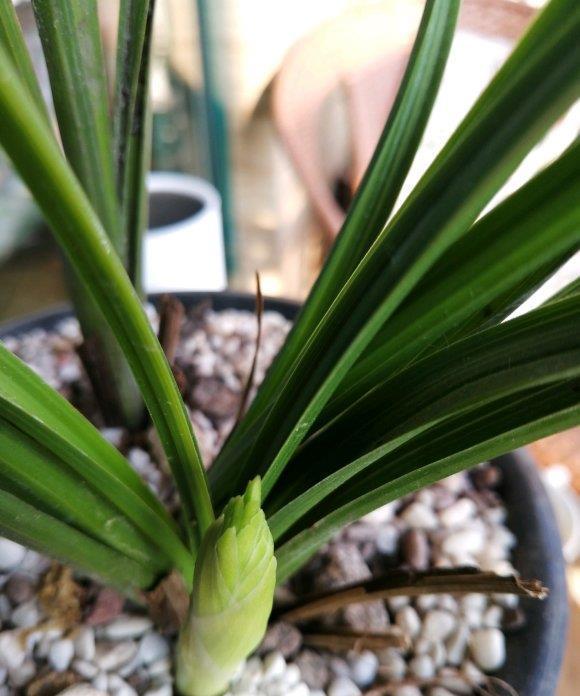 花期|养“惠兰”最省心,30天浇次水,叶子绿油油,花期长达60天