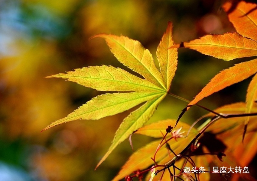 生肖鸡|四个“朝天椒”暴脾气的生肖女，说啥就是啥，连婆婆都得绕道走