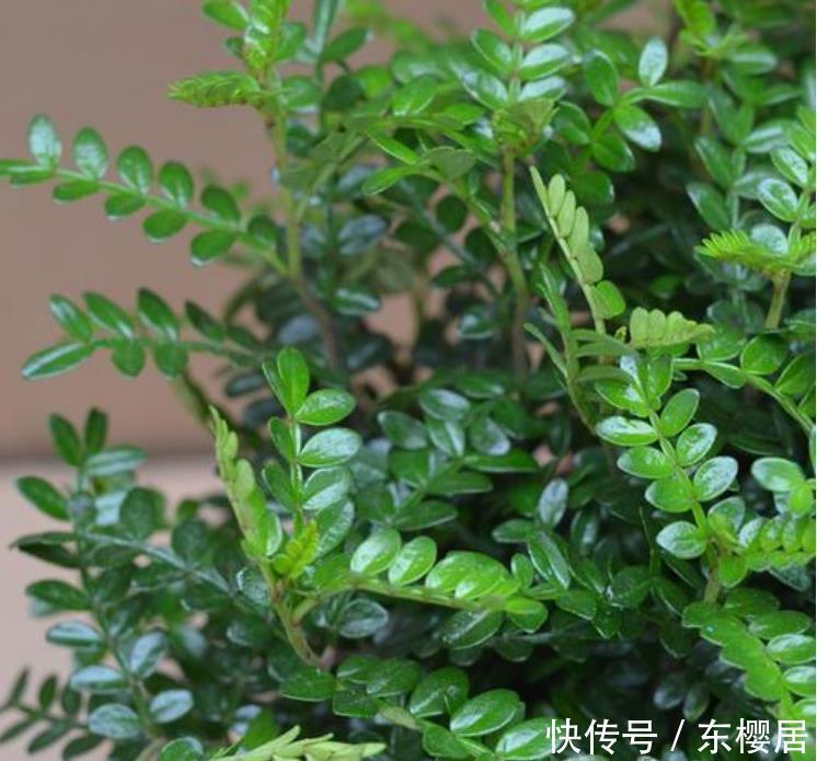 吸毒草|人养花,花也养人,4种花净化空气,杀菌去异味,家家必备!