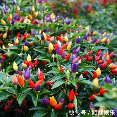 闲置的阳台别摆花了，种上此几种蔬菜种子，健康无公害吃着放心