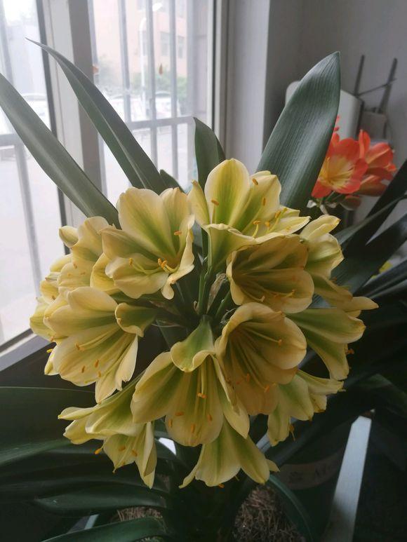 把这种“石头”扔盆里,君子兰不再烂根,1年开花三四次!