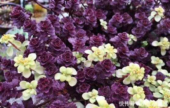 令人陶醉的小球玫瑰,不得不说小球玫瑰的爆盆能力太强!