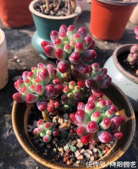 秋天适合养多肉，搬到院子里，早起撒撒水，轻松养出好状态