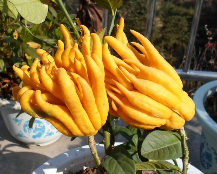 关键|阳台和院子养花，不妨养盆它，既能观花也能观果，关键还有芳香味