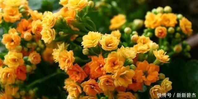 植物|淘米水、羊粪肥都不如这两种肥，什么花都可以用，简单好用