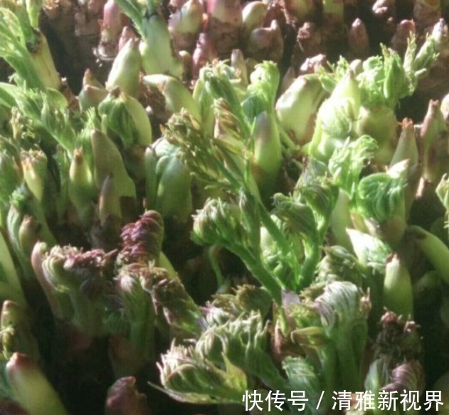 炒菜|饭桌上不常见的野菜,吃过的人是少数,农村人才认识!