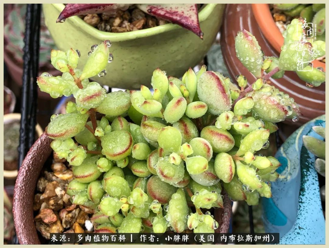 百科|这多肉对比图太上头了！小白鄙视链奋斗记之咸菜干也有春天！