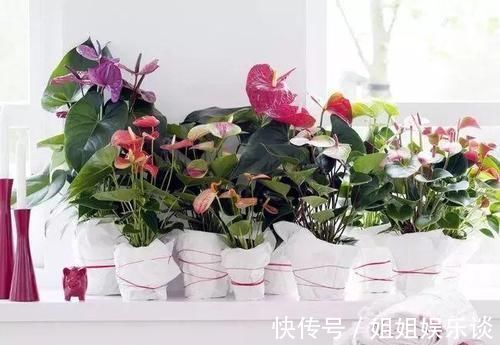 浇水|17种适合生长在弱光处的室内植物,可以摆放在家里的任何角落