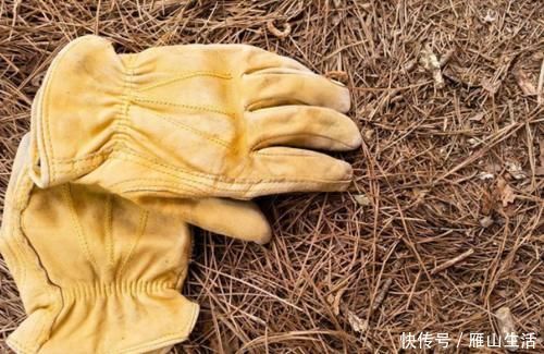 花肥|怎么调节、疏松土壤?巧用这2样,植物长势可轻松得到改善