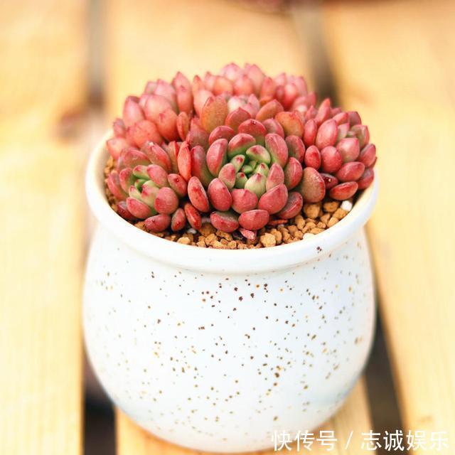 养盆“火红”多肉真醒目,红宝石多肉名字尊贵,养护起来真简单