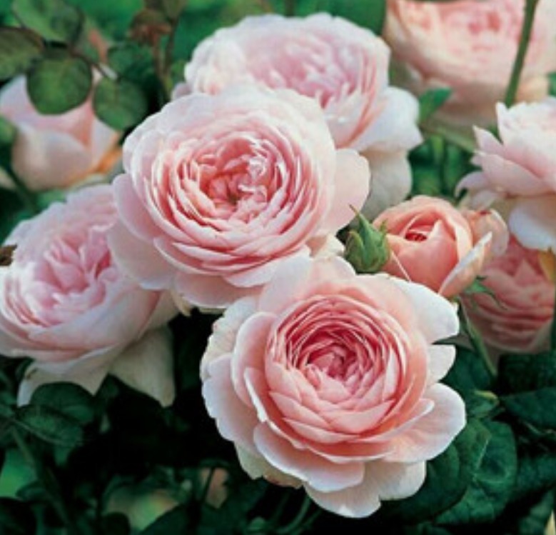 3种花高贵优雅,看了就让人沉醉,花色鲜艳,美丽动人