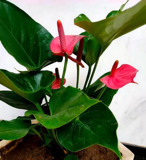 光照逐渐变强，5种花要及时换地方，别被晒伤了