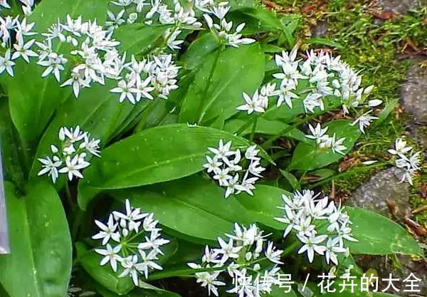 穿心莲|这6种长在地里的“天然青霉素”，隔三差五吃一回，常吃少生病