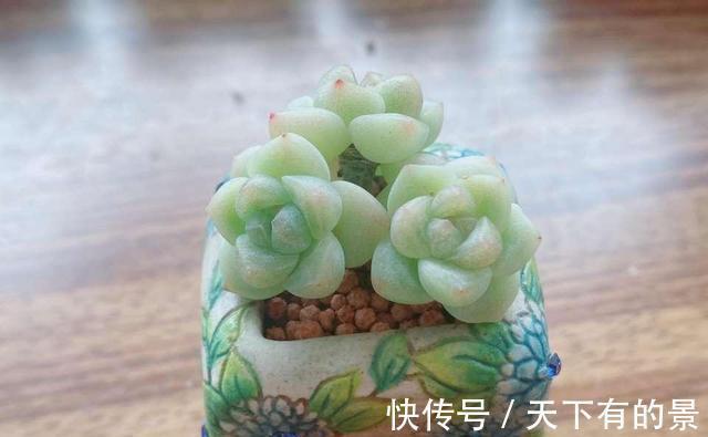把多肉养绿很容易,但是能绿得这么漂亮的真是太难了,太喜欢了