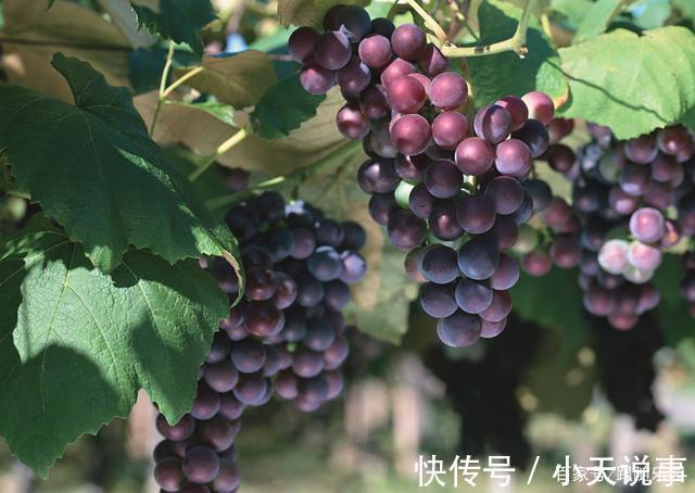 4种“镇宅”树,家里有地方,至少放上一盆,吉祥还旺财!