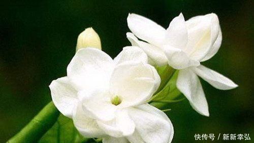 停歇|夏季茉莉如何生长,给花盆里加点这个,开花从不停歇,好香