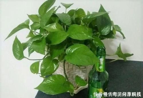 张大爷养花，加点生长剂，叶绿开花多，养啥都爆盆