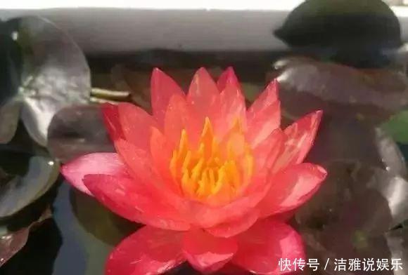 阳台|夏天养花就要养它们,放在阳台狠狠晒,天天开成小花园!