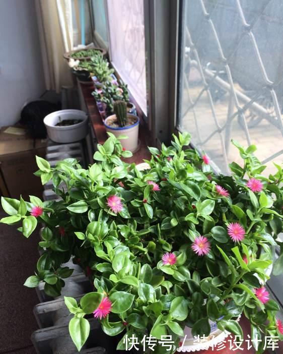 可食用|最好养的室内植物,丢土里就能活,花叶俱美,三季开花,还可食用