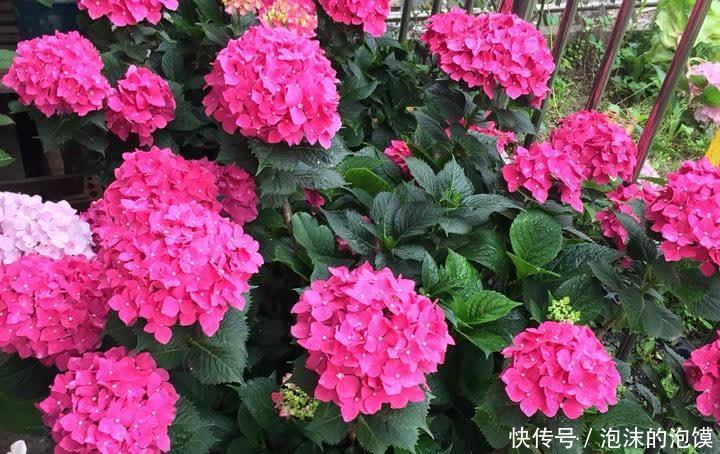 无尽夏|养花不在多,阳台种一棵“玫红妈妈”,花大色艳,开花满阳台