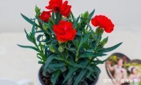 蒜泥|厨房里的1种东西，用来养花，花卉都长疯了，再也不担心长不好