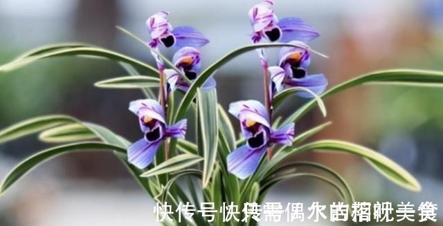 建兰|建兰色花名品“紫月荷”，花开富贵吉祥，兰香典雅，养兰首选！