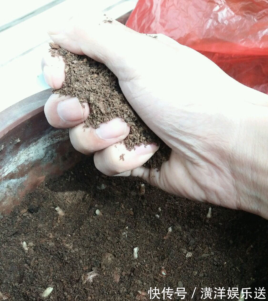 种球|秋季必备栽种花卉，秋天种上一盆小球茎，春节开花爆盆成串串