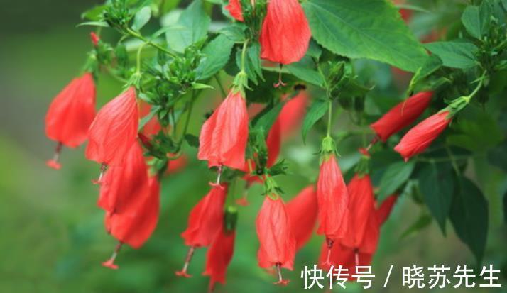 新手养花首选这3款,开花美好养护,抗性强真省心,适合新手